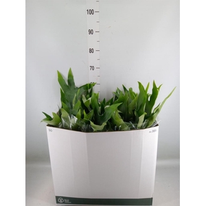 Platycerium bifurc. 'Netherlands'