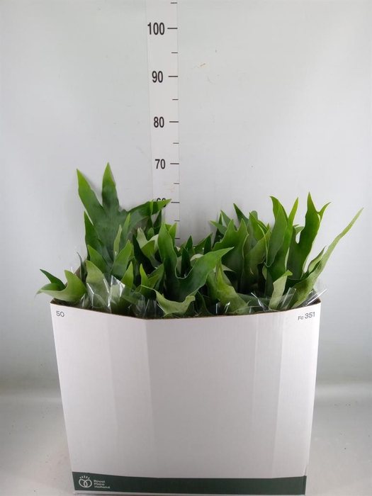 <h4>Platycerium bifurc. 'Netherlands'</h4>