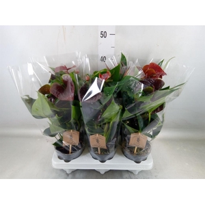 Anthurium andr. 'Smaragd'