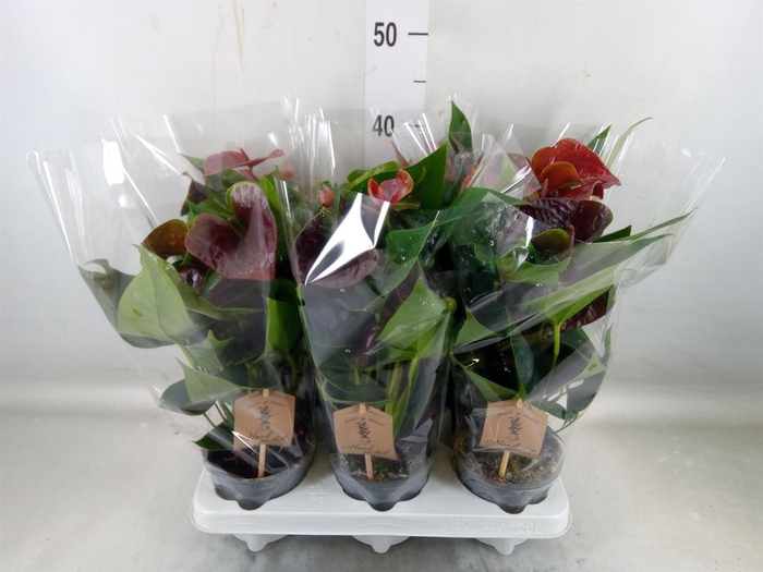 <h4>Anthurium andr. 'Smaragd'</h4>
