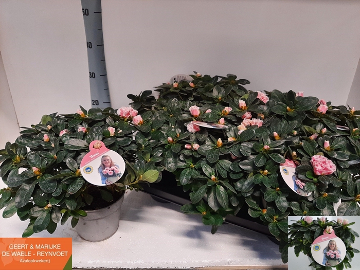 <h4>RHODO SI INGA</h4>