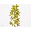 CYMB MI PENDRAGON GR Leekade X18 20% extra packed