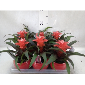 Guzmania   ...