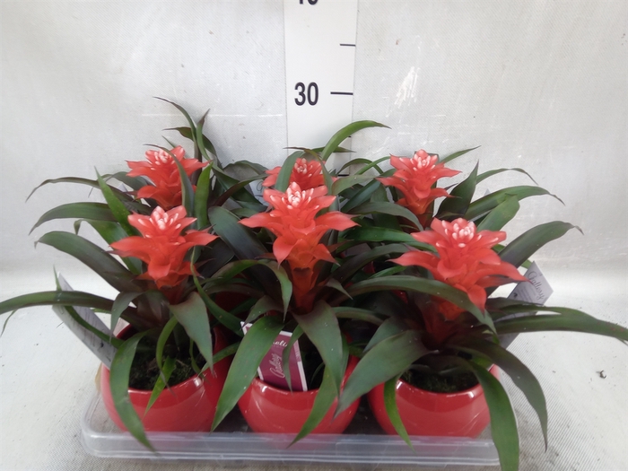 <h4>Guzmania   ...</h4>