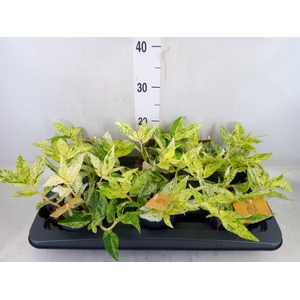 Pellionia repens