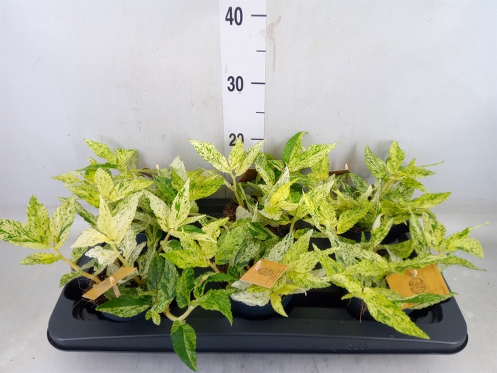 <h4>Pellionia repens</h4>