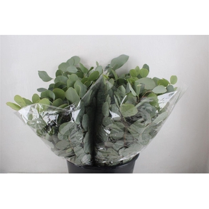 Euca Populus Short 150gr P Bunch