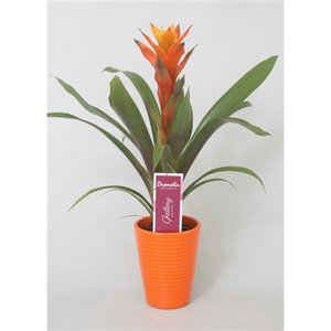 Guzmania Variada in oranje ribbel keramiek