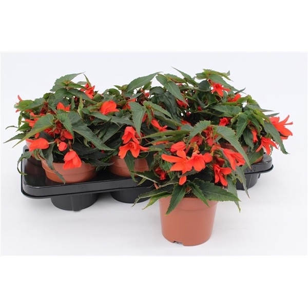 <h4>Begonia Waterfall Orange</h4>