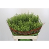 Lepidium Green Dragon
