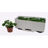 Pilea Peperomioides