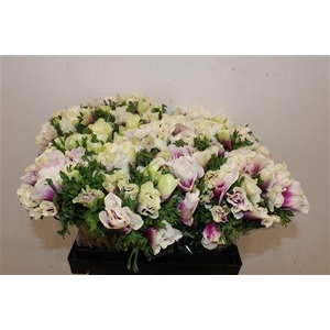 ANEMONE RAINBOW HAPPY