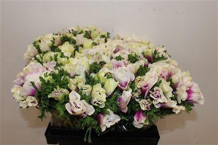 <h4>ANEMONE RAINBOW HAPPY</h4>