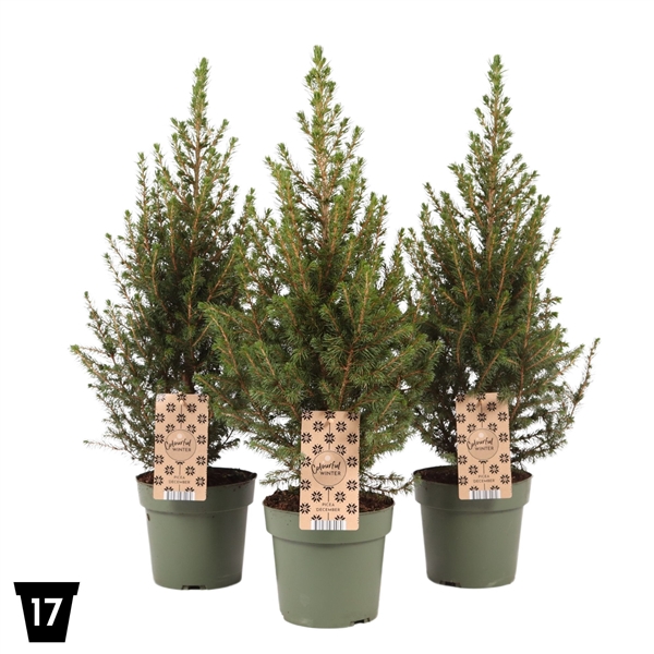 <h4>Picea glauca 'December', P17</h4>