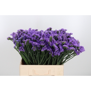 Limonium Lilac