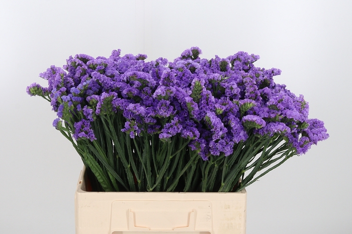 <h4>Limonium Lilac</h4>