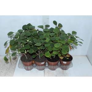 FICUS DELTOIDEA P14