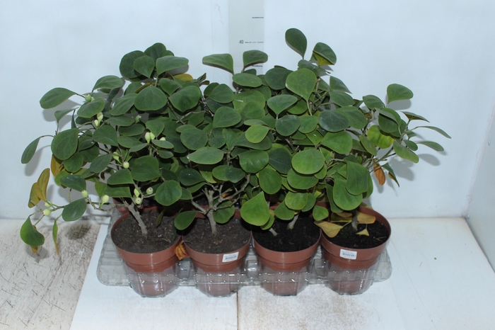 FICUS DELTOIDEA P14