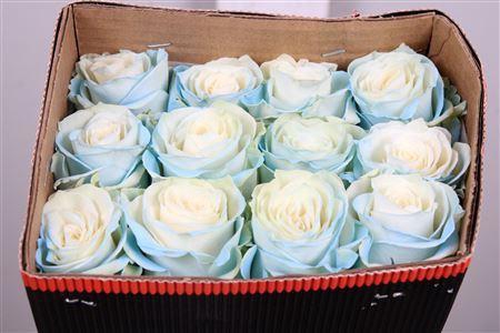 <h4>Rosa GR  ...colored  H%</h4>