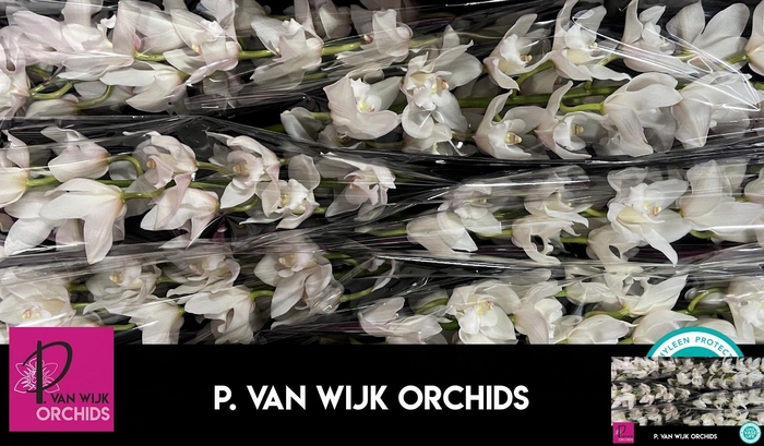 <h4>CYMB T POMPEI</h4>