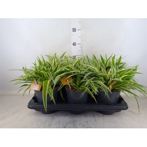 Chlorophytum com. 'Ocean'