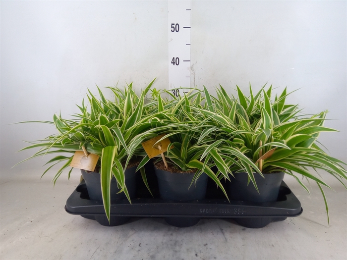 <h4>Chlorophytum com. 'Ocean'</h4>