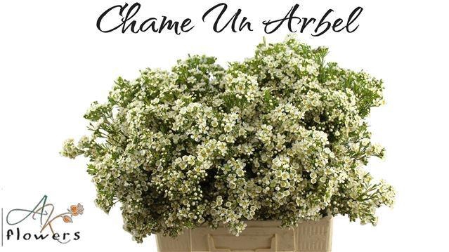 <h4>CHAME UN ARBEL</h4>