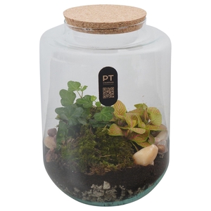 Arr.   Kamerplant Groen H%