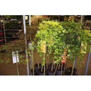 Acer Palmatum