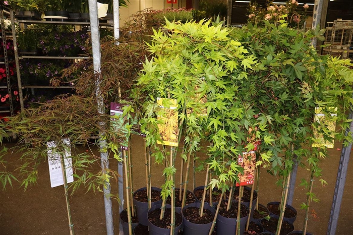 <h4>Acer Palmatum</h4>