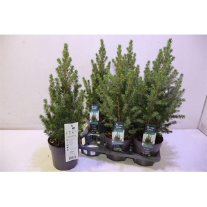 Picea Gl Conica