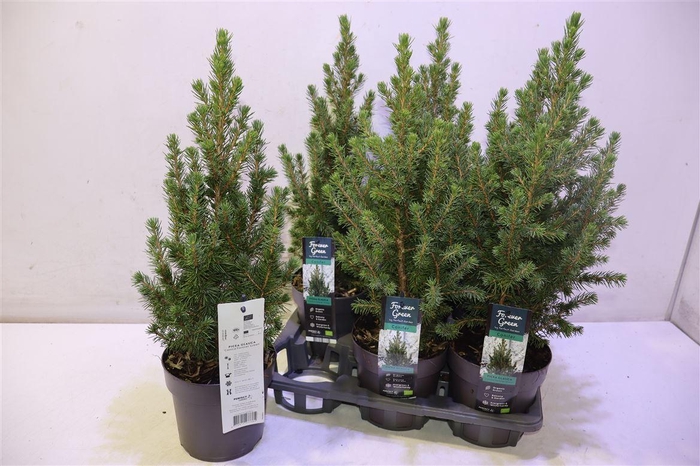 <h4>Picea Gl Conica</h4>