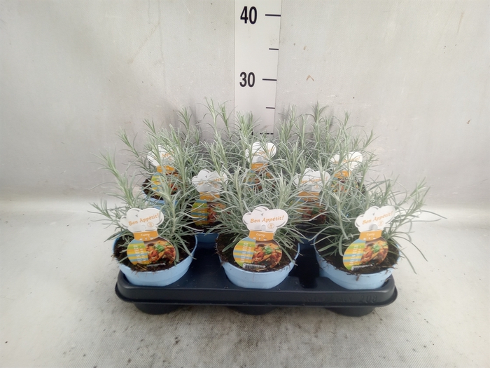 <h4>Helichrysum italicum</h4>