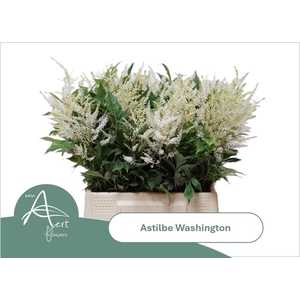 ASTIL JA WASHINGTON