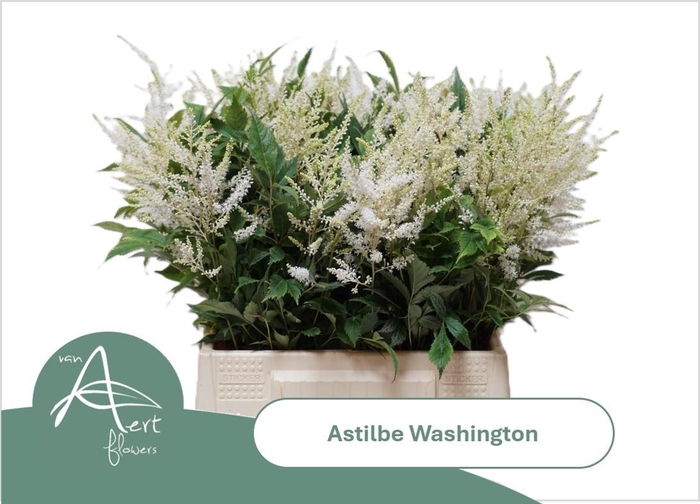 <h4>ASTIL JA WASHINGTON</h4>