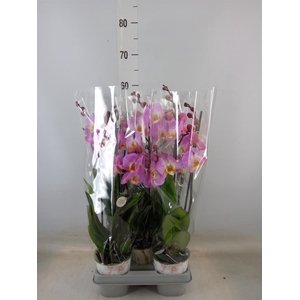 Phalaenopsis   ...mix