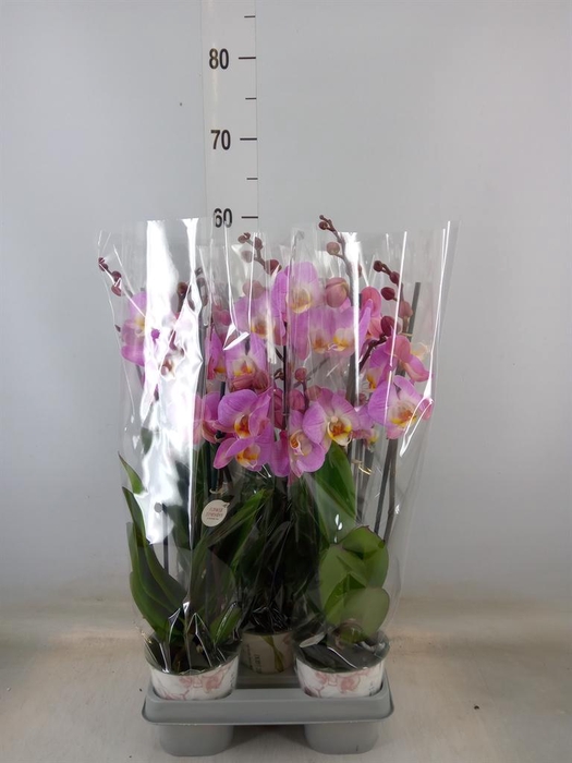 <h4>Phalaenopsis   ...mix</h4>