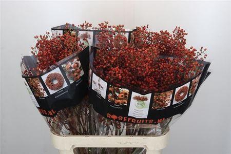 <h4>Rosa Rosefr Elite 90cm</h4>