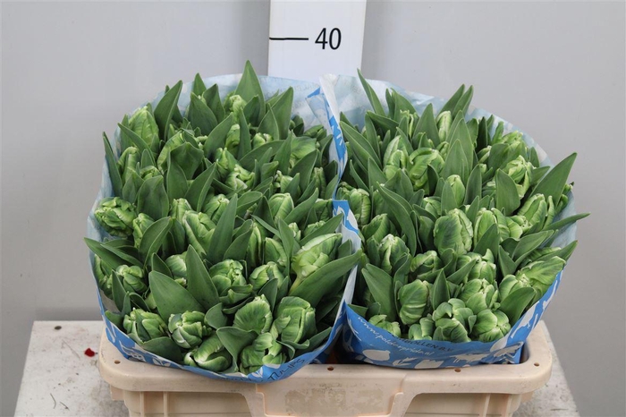 <h4>Tu Pa Super Parrot</h4>