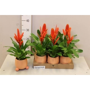 ARR BROMELIA