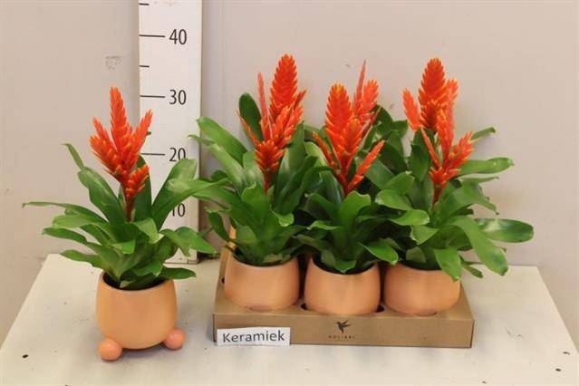 <h4>ARR BROMELIA</h4>