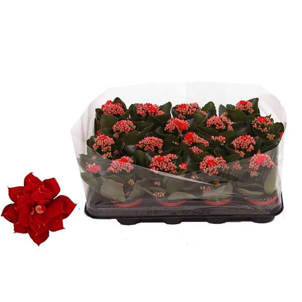 <h4>Kalanchoe Rosalina 07cm Don Justino rood, Trayfolie</h4>