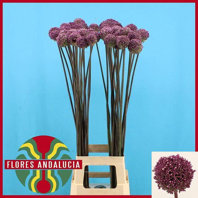 <h4>ALLIUM SUMMER DRUMME</h4>
