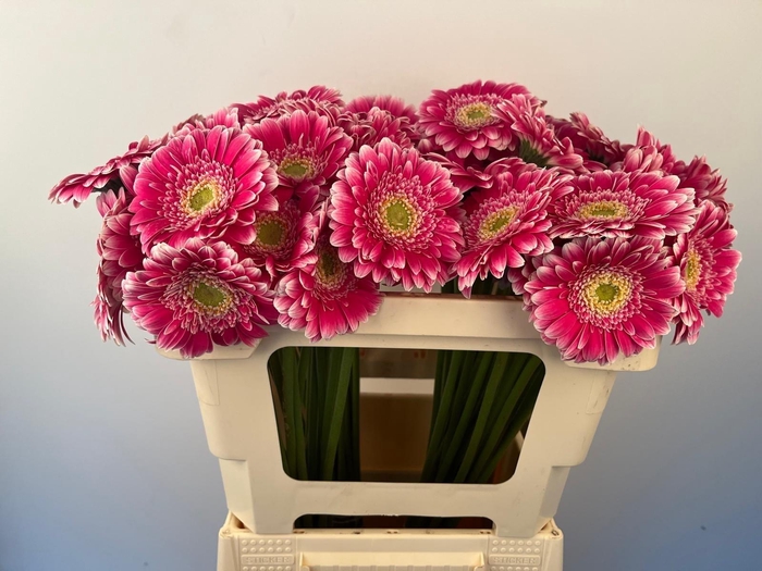 <h4>GE MI WONDERWALL</h4>