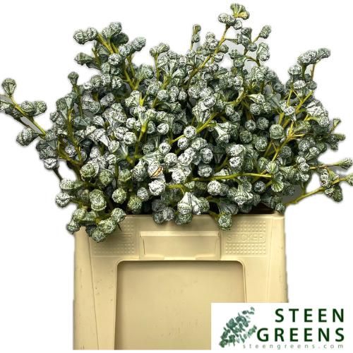 <h4>EUC GLOBULUS BS</h4>