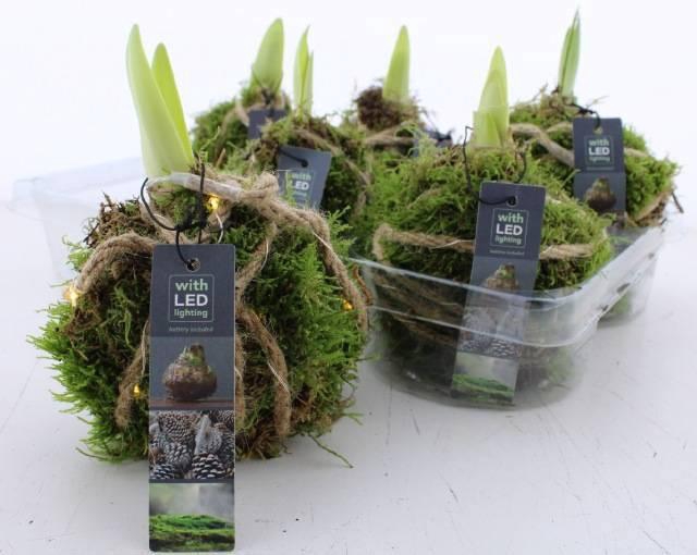 <h4>ARR BOL KNOLGEWAS</h4>