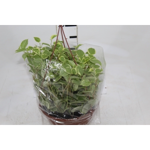PEPEROMIA SCANDENS C21