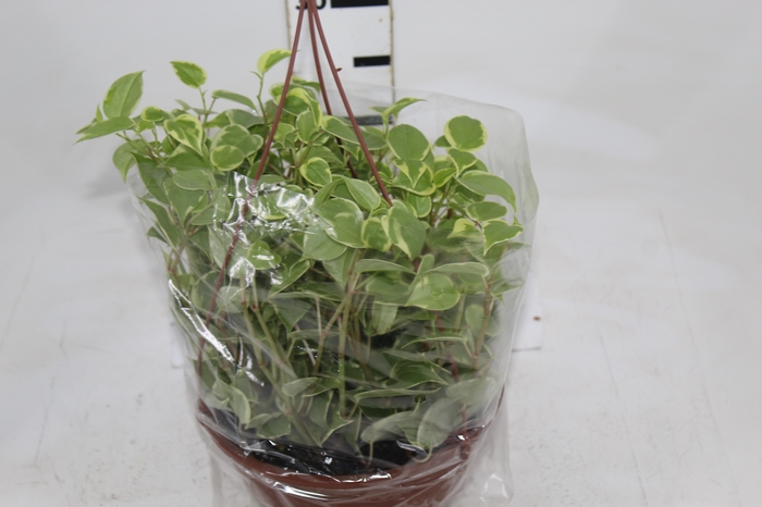 <h4>PEPEROMIA SCANDENS C21</h4>
