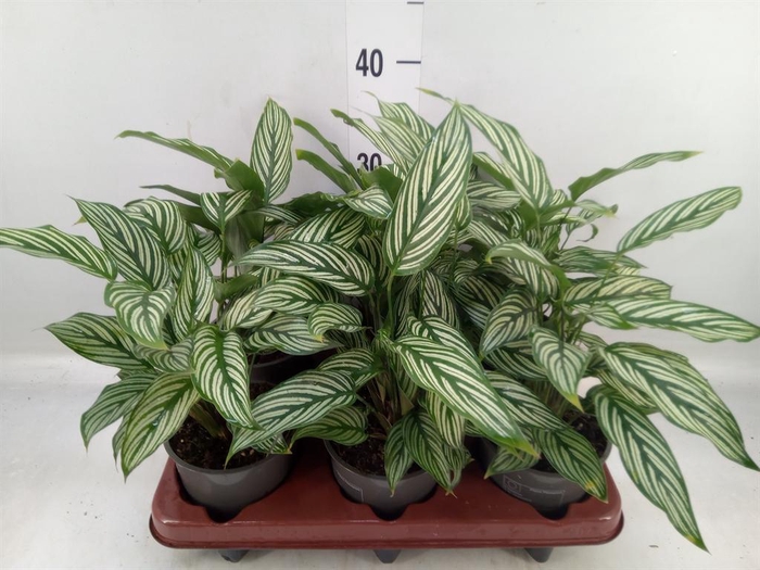 <h4>Calathea   ...</h4>