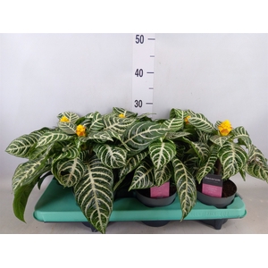 Aphelandra squar.